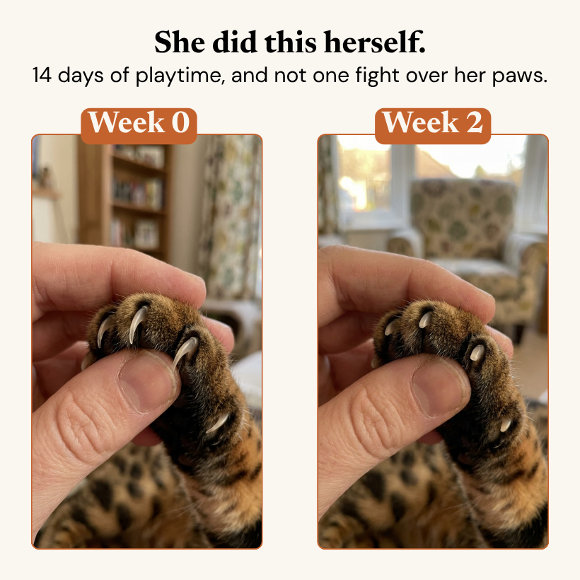 The NailNest™