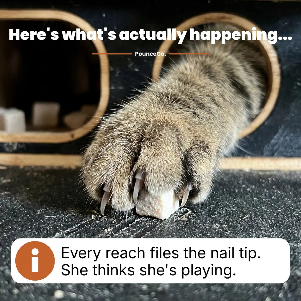 NailNest™ [Free Today]